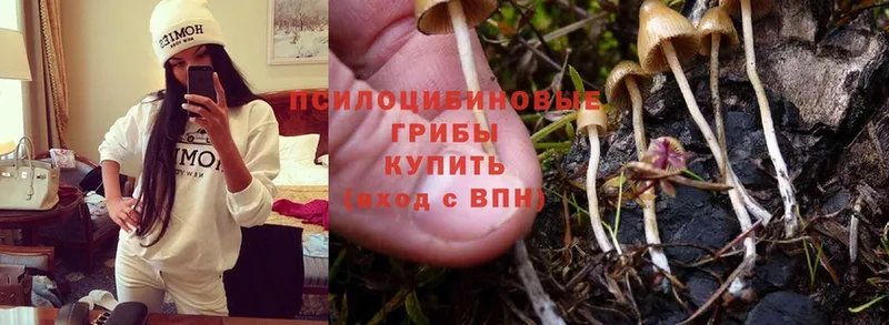 ссылка на мегу сайт  Йошкар-Ола  Галлюциногенные грибы Cubensis 