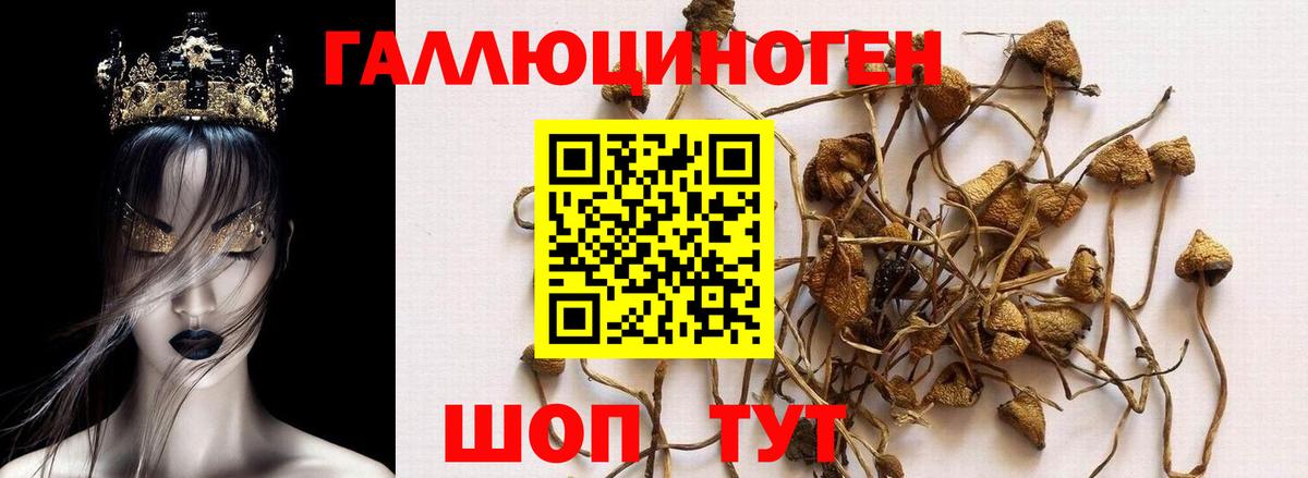 Галлюциногенные грибы Psilocybine cubensis Йошкар-Ола